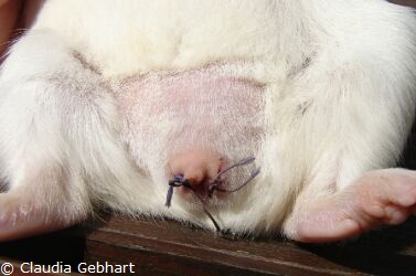 Meerschweinchenbock nach der Kastration