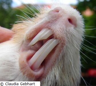Nachwachsen können meerschweinchen zähne Nagetiere und