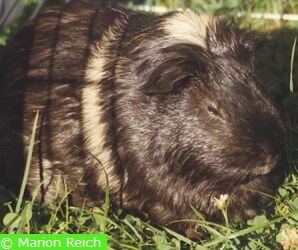 Meerschweinchen Bernhard mit gesträubtem Fell