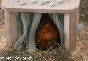 Meerschweinchen B illie in Waschanlage