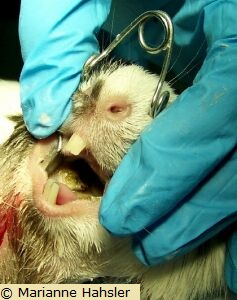 Zähne nachwachsen meerschweinchen können Zahnpflege bei