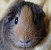 Icon Meerschweinchen 4