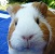 Icon Meerschweinchen 2