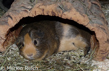 Meerschweinchen Chelsea in einem Korkrindentunnel