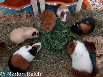 Meerschweinchengruppe beim Fressen von Gras und Wildkräutern