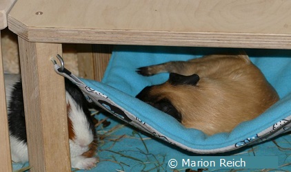 Odi und Kylie beim Schlafen