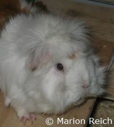 Meerschweinchen Merlin auf einem Unterstand