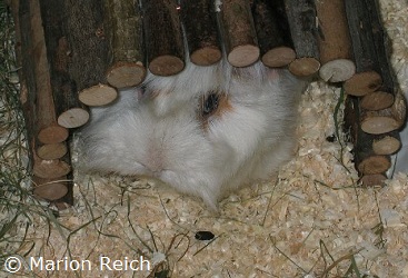 Meerschweinchen Merlin unter einer Weidenbrücke