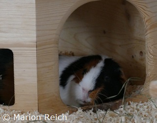 Meerschweinchen Odi schläft in einem Holzhaus