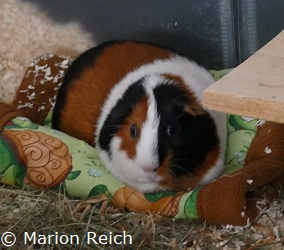 Meerschweinchen Odi auf einer Kuschelrolle