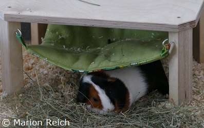 Meerschweinchen Odi schläft unter der Hängematte