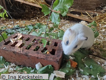 Sally mit Futterstein