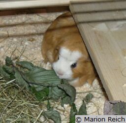 Meerschweinchen Scotty frisst getrocknete Haselnussblätter