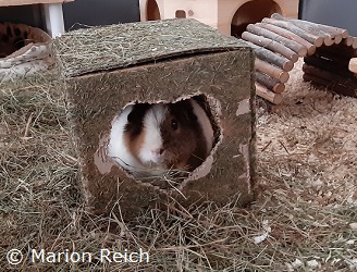 Meerschweinchen Tessy in einem Heuwürfel