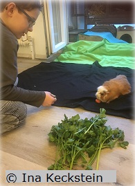 Meerschweinchen im Einsatz