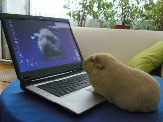 Meerschweinchen am Computer