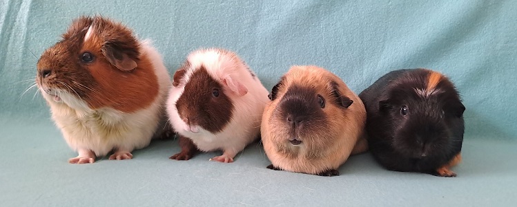 Bonny, Pino, Kylie, Vicky