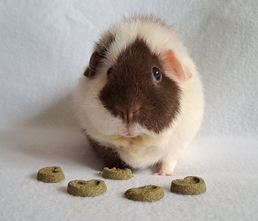 Pino