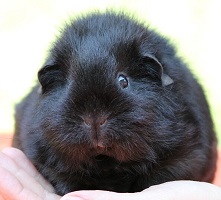 Toffee