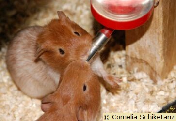 junge Meerschweinchen beim Trinken