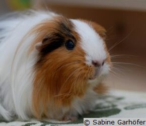 Meerschweinchen sind nicht so einfach zu halten wie oft vermutet