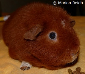 Meerschweinchen Billie mit Pfotenverband
