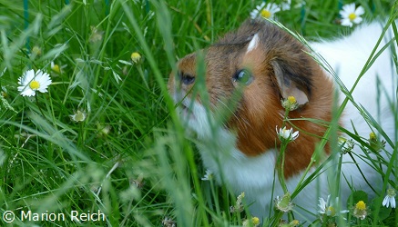 Meerschweinchen Bonny im Gras