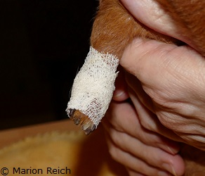fertiger Verband aus Peha-haft