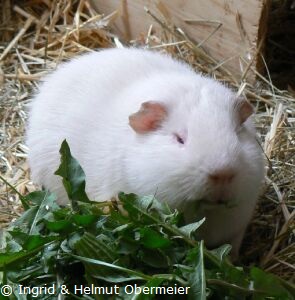Meerschweinchen Schneeball